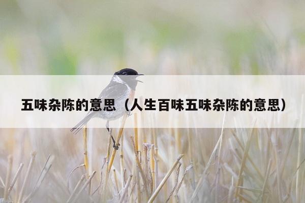网友吃瓜网友科普：深度解读五味杂陈是什么意思，探寻生活的真实滋味