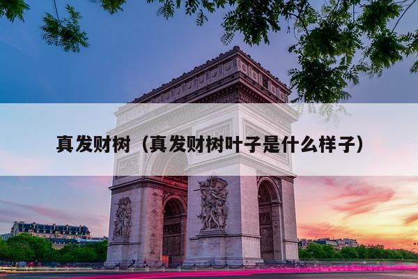 真发财树（真发财树叶子是什么样子）