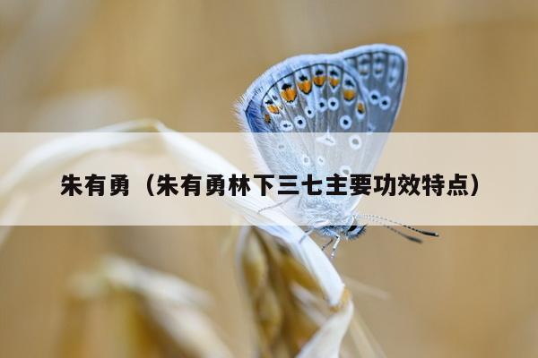 朱有勇（朱有勇林下三七主要功效特点）
