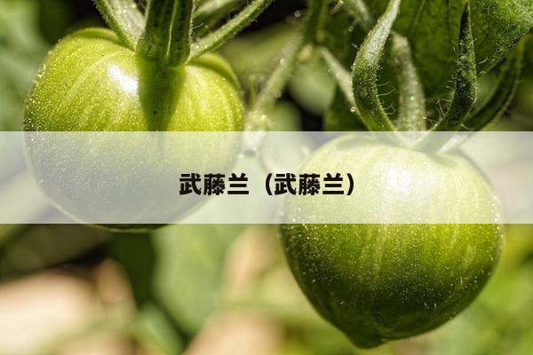 武藤兰（武藤兰）