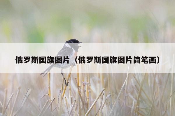 俄罗斯国旗图片（俄罗斯国旗图片简笔画）