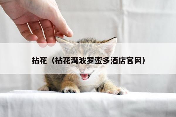 拈花（拈花湾波罗蜜多酒店官网）